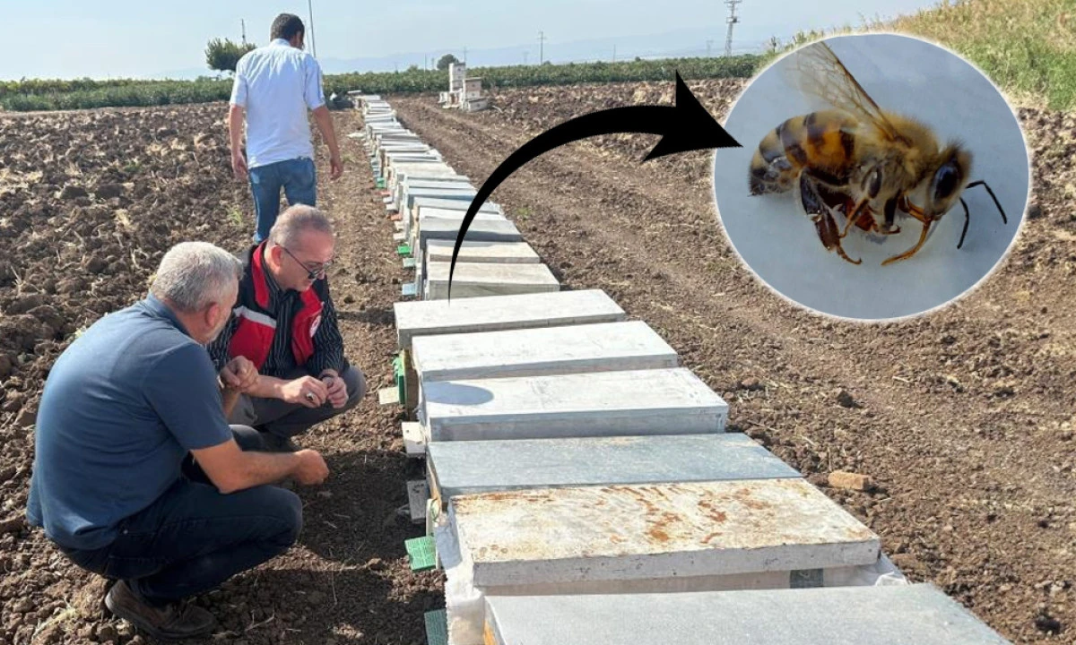 MANİSA’DA ARI ÖLÜMLERİ MERCEK ALTINDA