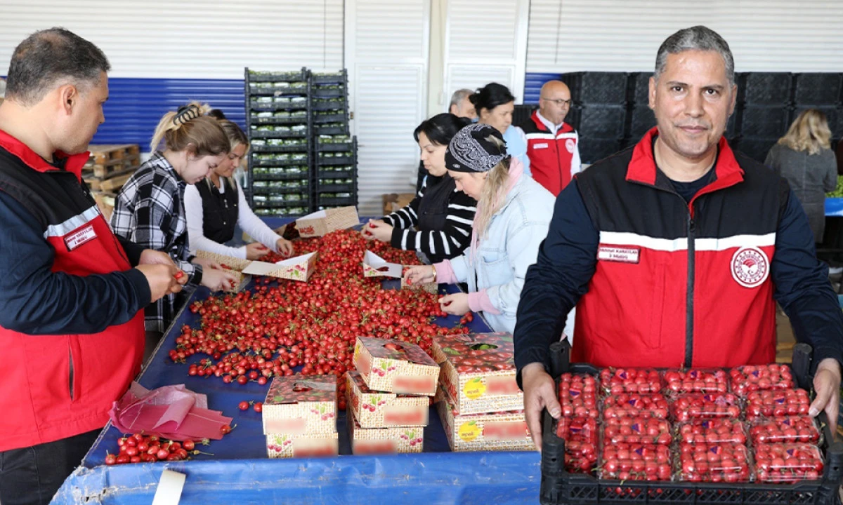 MANİSA'DA ERKENCİ KİRAZ MESAİSİ