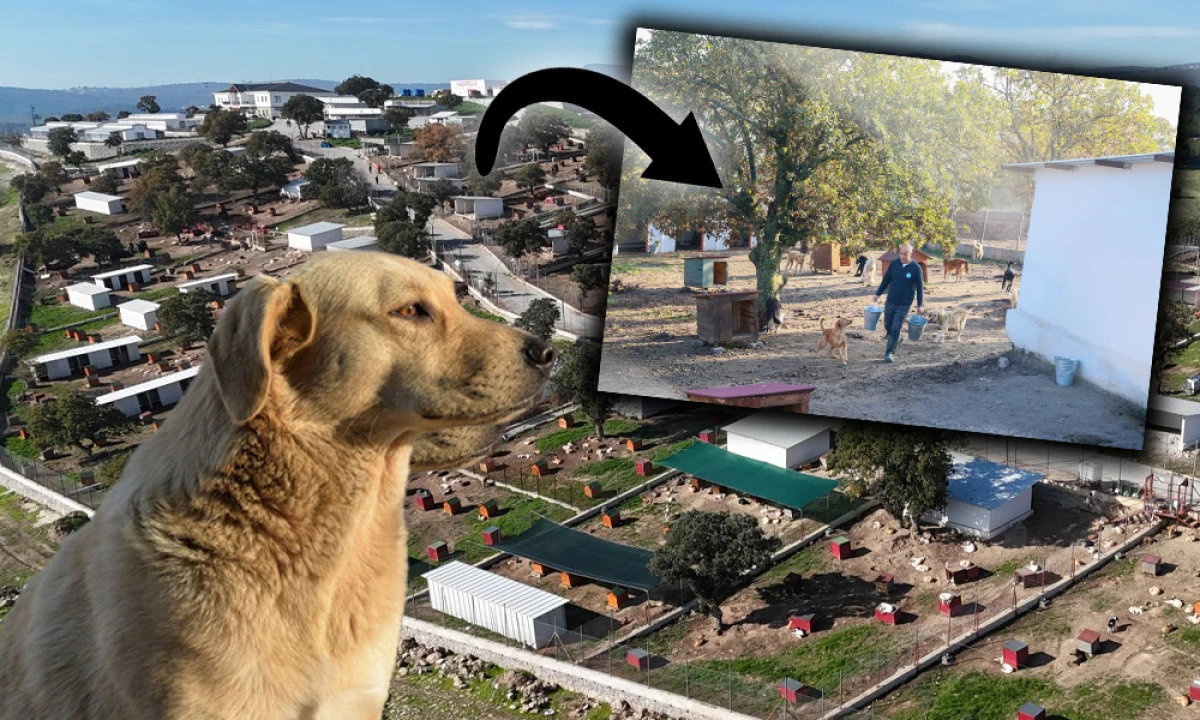 MANİSA'DA MODERN PADOKLARIN KAPASİTESİ ARTIYOR