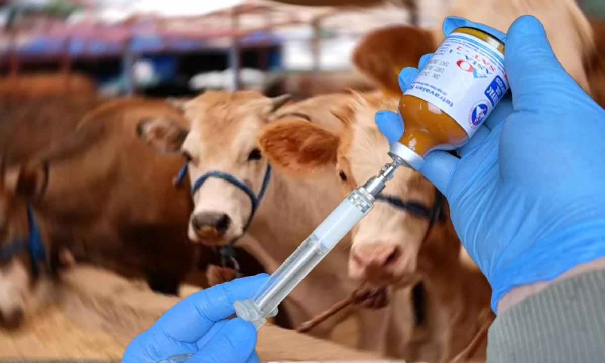 MANİSA&rsquo;DA ŞAP AŞILAMASINDA DEV BAŞARI 