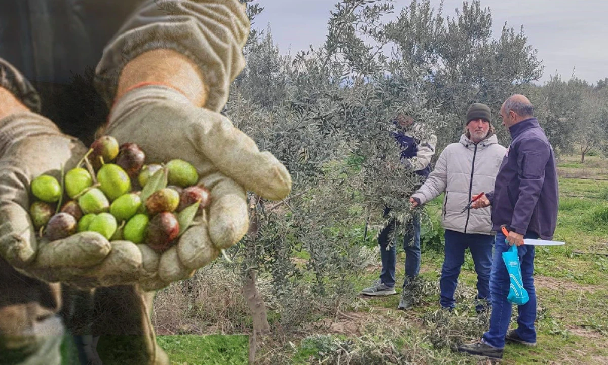MANİSA’DA ZEYTİN BUDAMA KURSLARI BAŞLIYOR