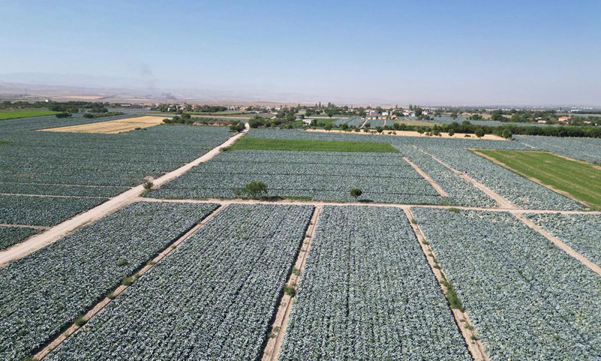 Niğde’de Beyaz Lahana Hasadı Başladı: Ata Tohumunun Bereketi Tarlalarda