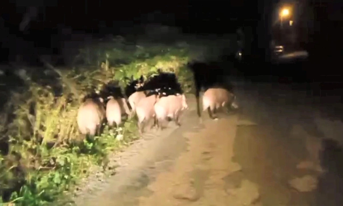 Ordu’da Aç Kalan Domuz Sürüsü Mahalleye İndi