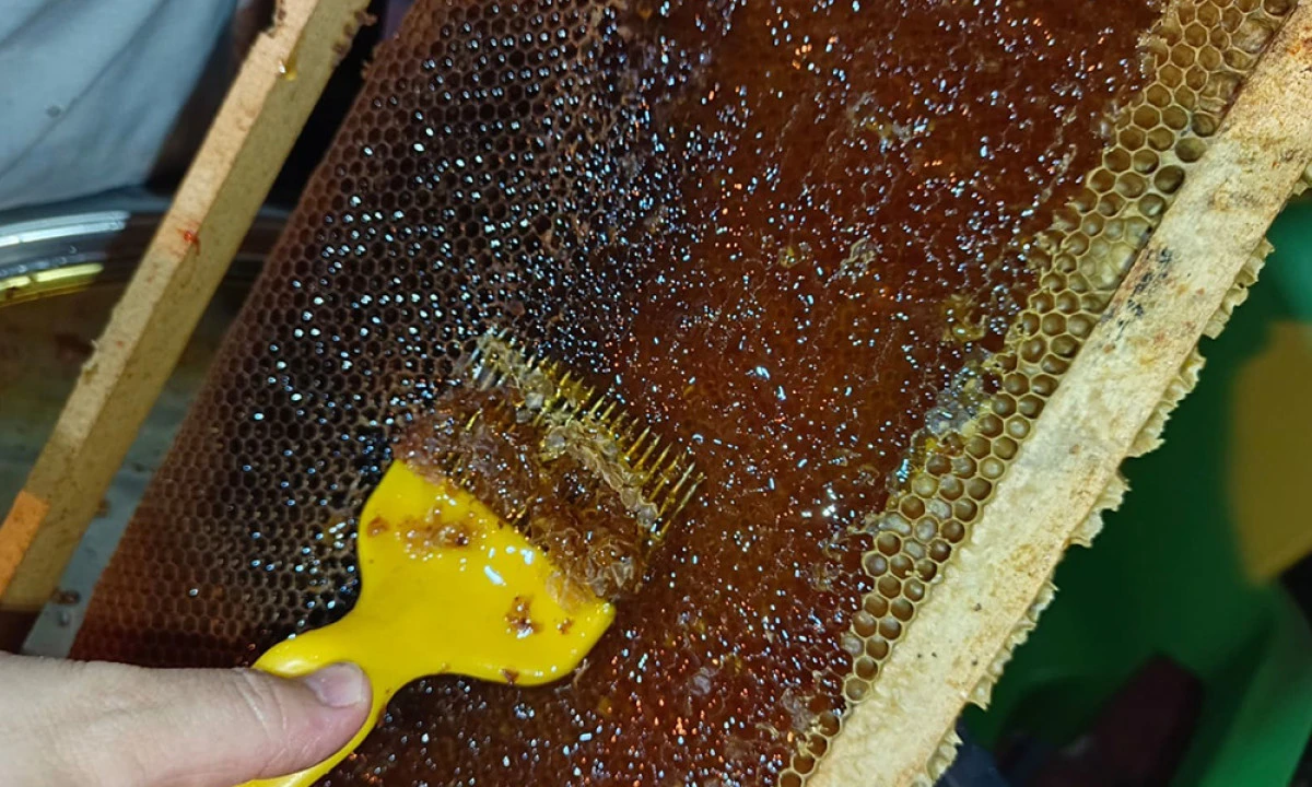 Ordulu Arıcılar Bal Hasadına Başladı