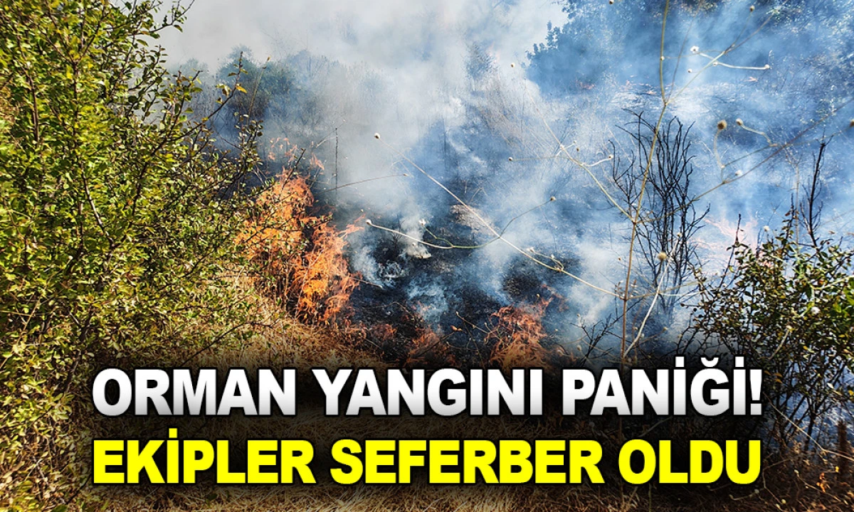 Orman Yangını Paniği! Ekipler Seferber Oldu