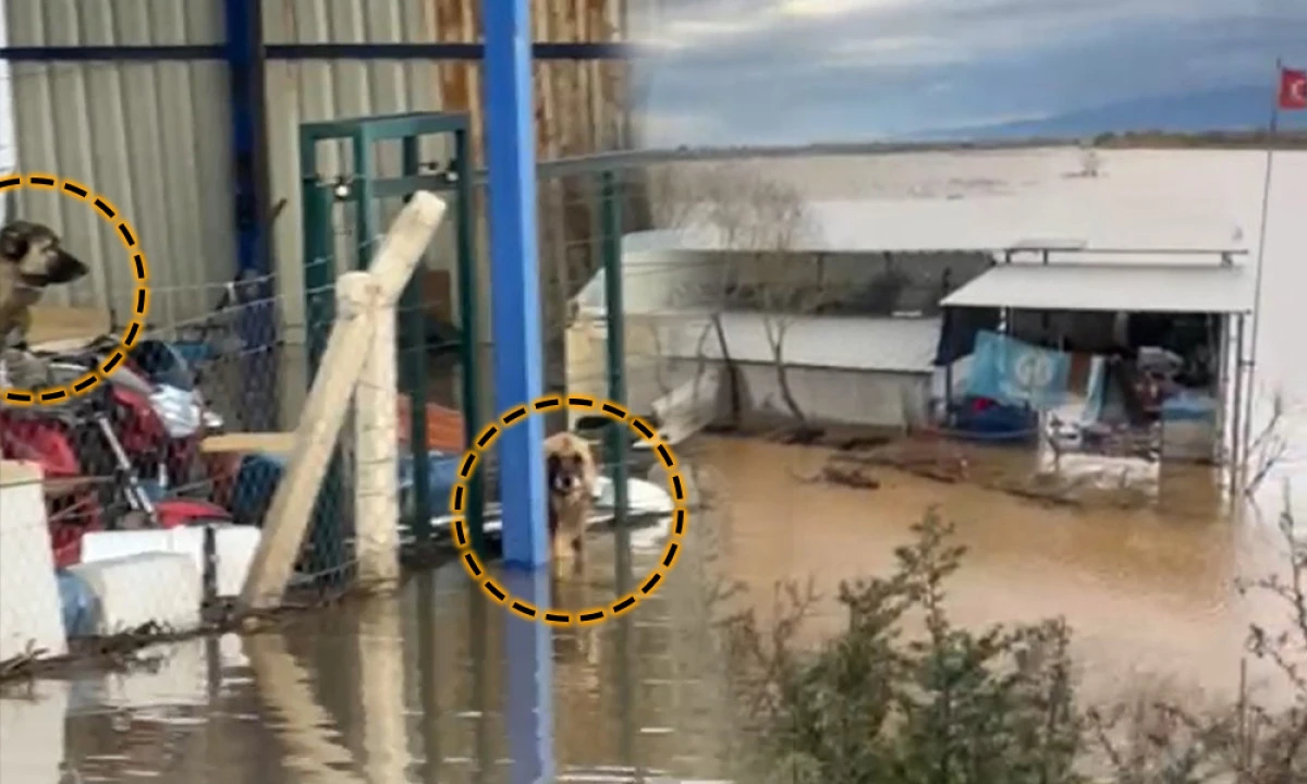 OTOYOLDA VİCDAN SIZLATAN MANZARA