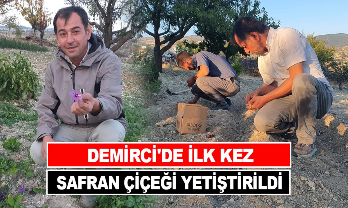 SAFRAN ÇİÇEĞİ YETİŞTİRİLDİ