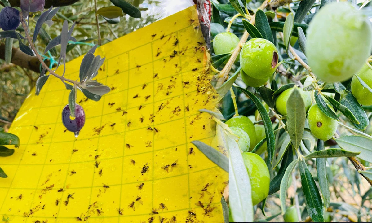 SALİHLİ’DE HALKALI LEKE VE ZEYTİN SİNEĞİ TEHLİKESİ