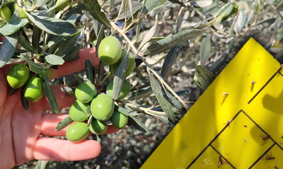 SALİHLİ’DE ZEYTİN SİNEĞİNE KARŞI İLAÇLAMA ÇAĞRISI  