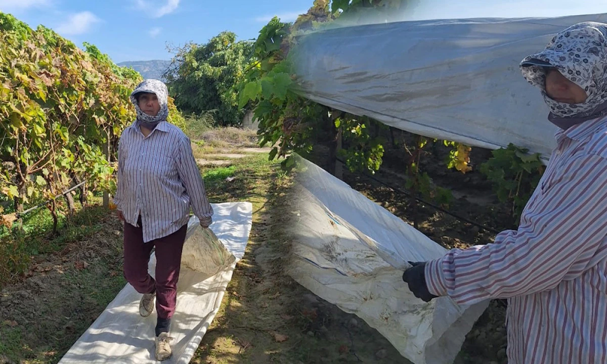 SARIGÖL’DE BAĞLARDA ÜZÜM ÖRTÜLERİ KALDIRILIYOR