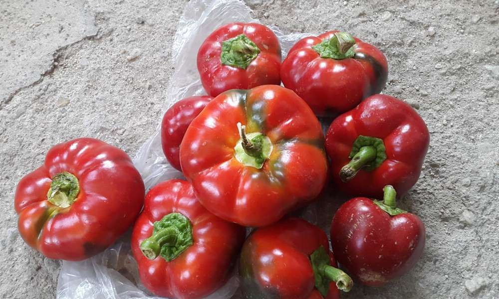 Sarıg&ouml;l&rsquo;de domates g&ouml;r&uuml;n&uuml;ml&uuml; biberler şaşkınlık yarattı 