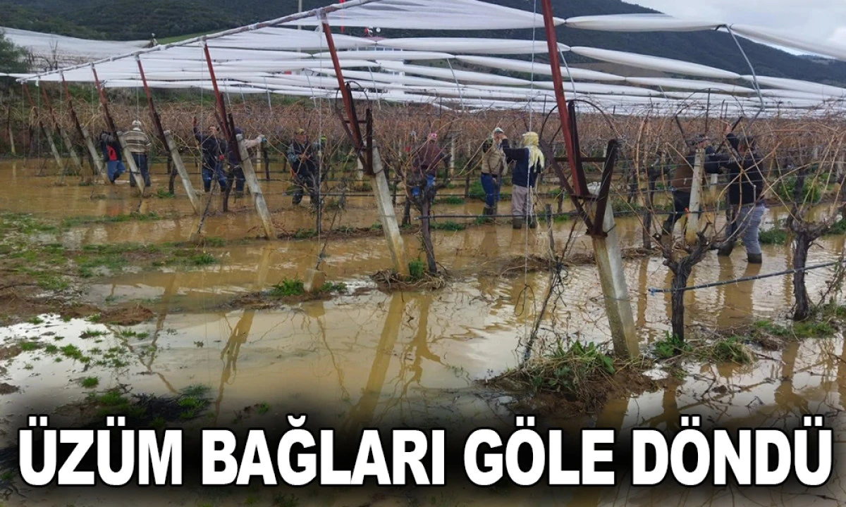 SARIG&Ouml;L&rsquo;DE &Uuml;Z&Uuml;M BAĞLARI G&Ouml;LE D&Ouml;ND&Uuml;