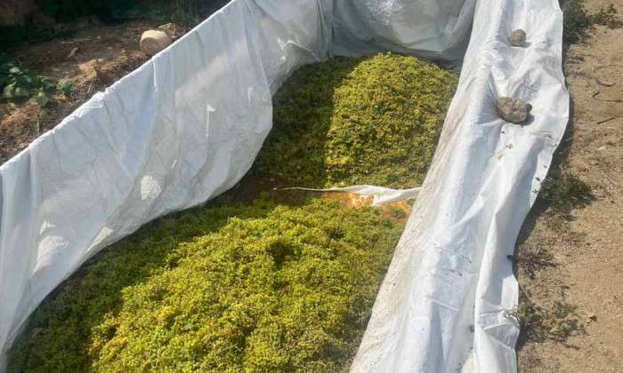 Sarıg&ouml;l'de &uuml;z&uuml;m heyecanı