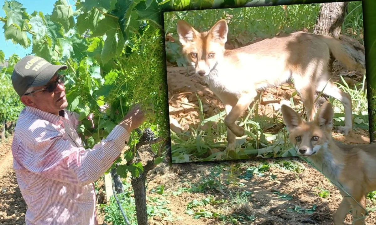 SARIGÖLLÜ ÇİFTÇİYE TİLKİ SÜRPRİZİ!
