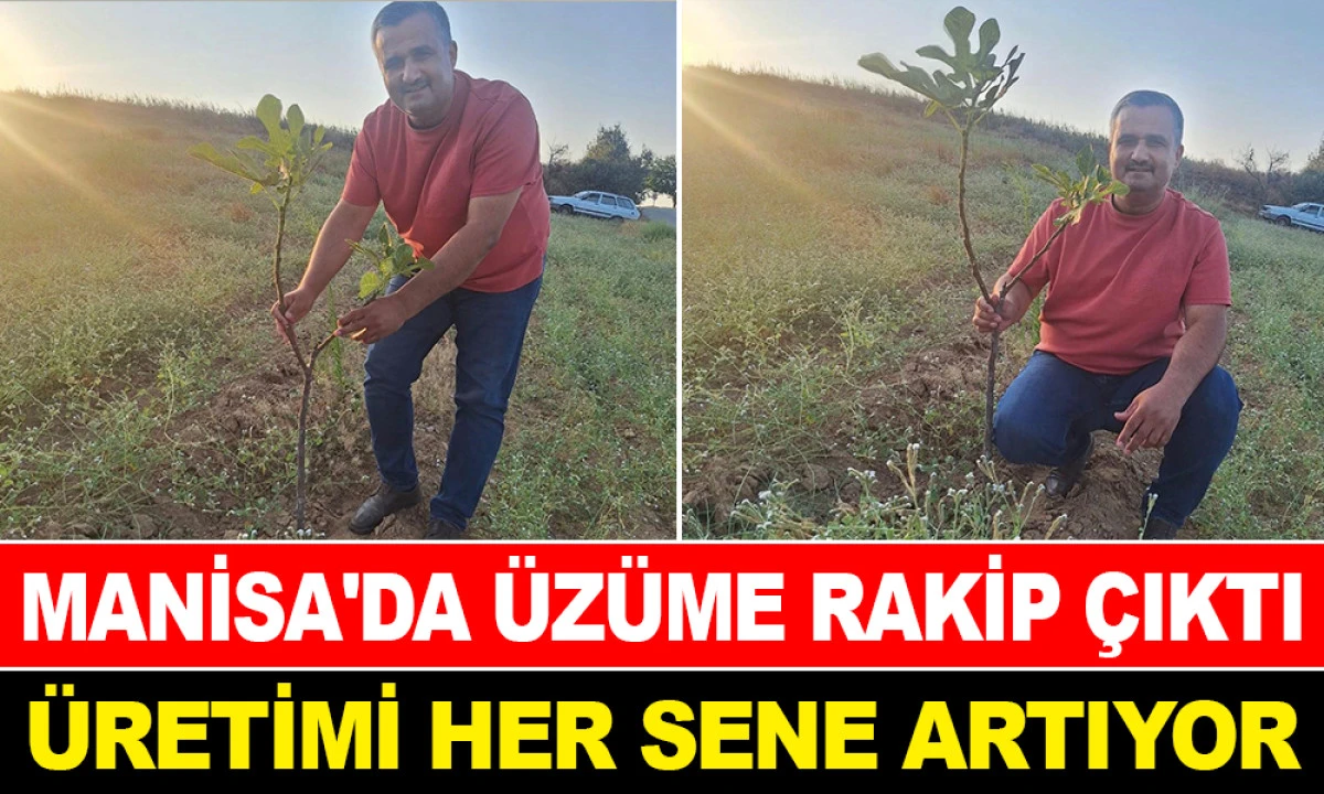 SARILOP İNCİR ÜRETİMİ YAYGINLAŞIYOR