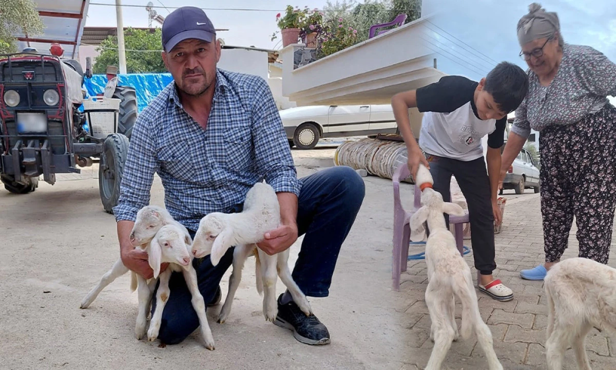 SEVİMLİ KUZULAR BİBERONLA B&Uuml;Y&Uuml;YOR