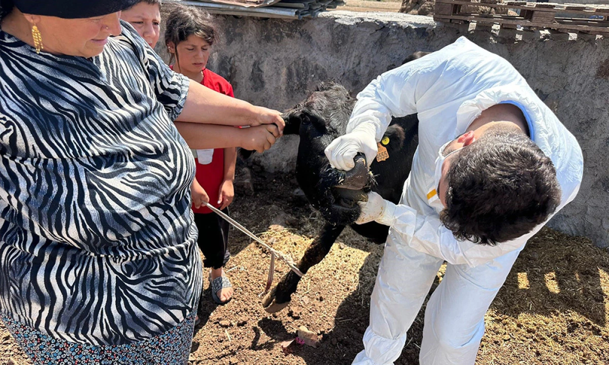 Şırnak’ta Şap Hastalığına Karşı Seferberlik