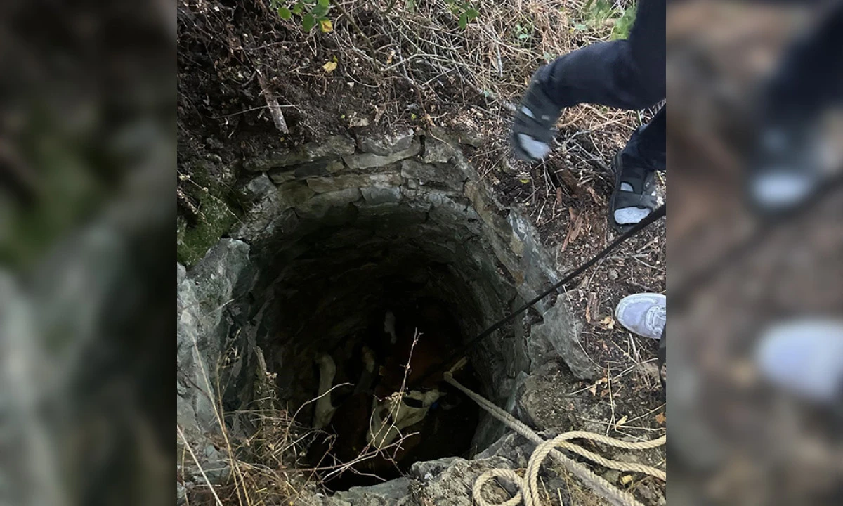 Su Kuyusuna Düşen İnek İçin Seferber Oldular