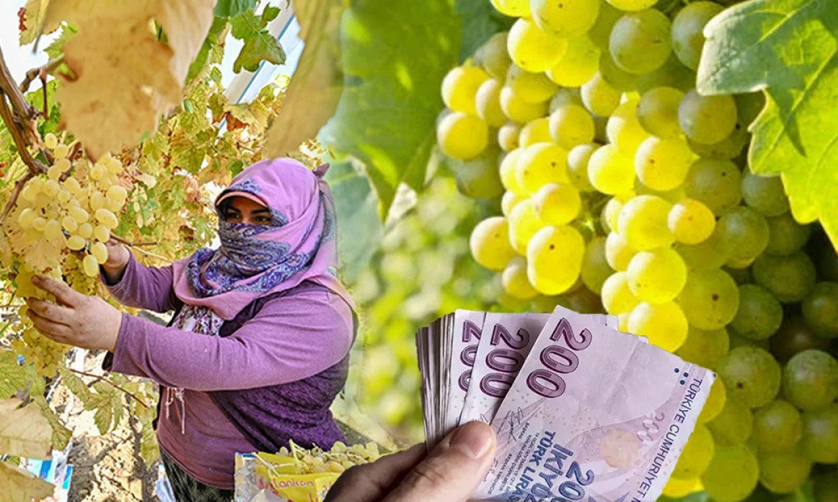 2025 YILI ÜZÜM İŞÇİ ÜCRETLERİ BELLİ OLDU
