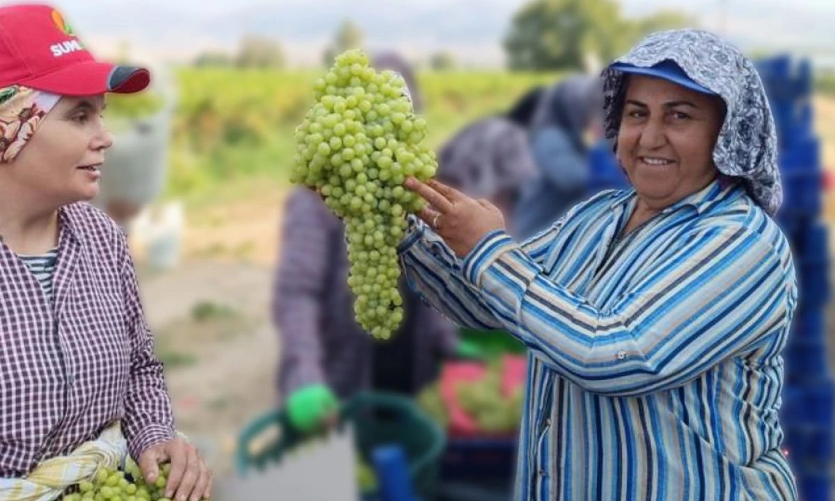 ÜZÜM BAĞINDA DEV SALKIM İLGİ ODAĞI OLDU