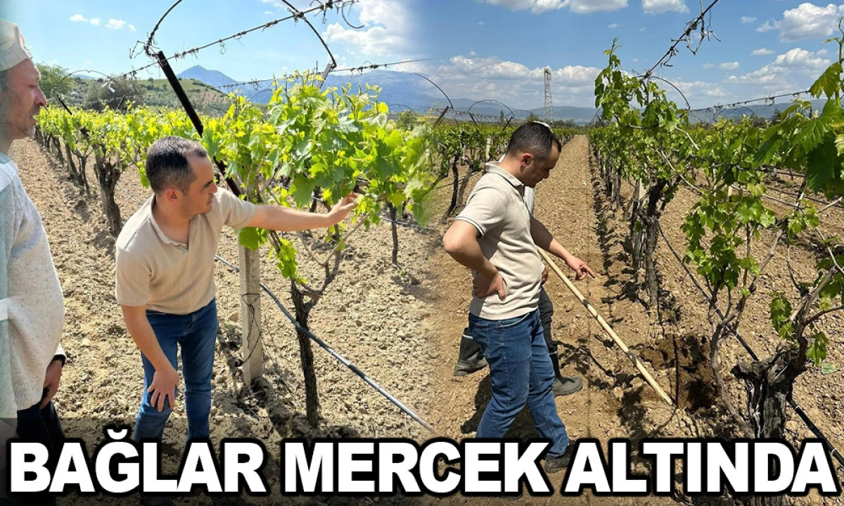 &Uuml;Z&Uuml;M BAĞLARINA YAKIN TAKİP