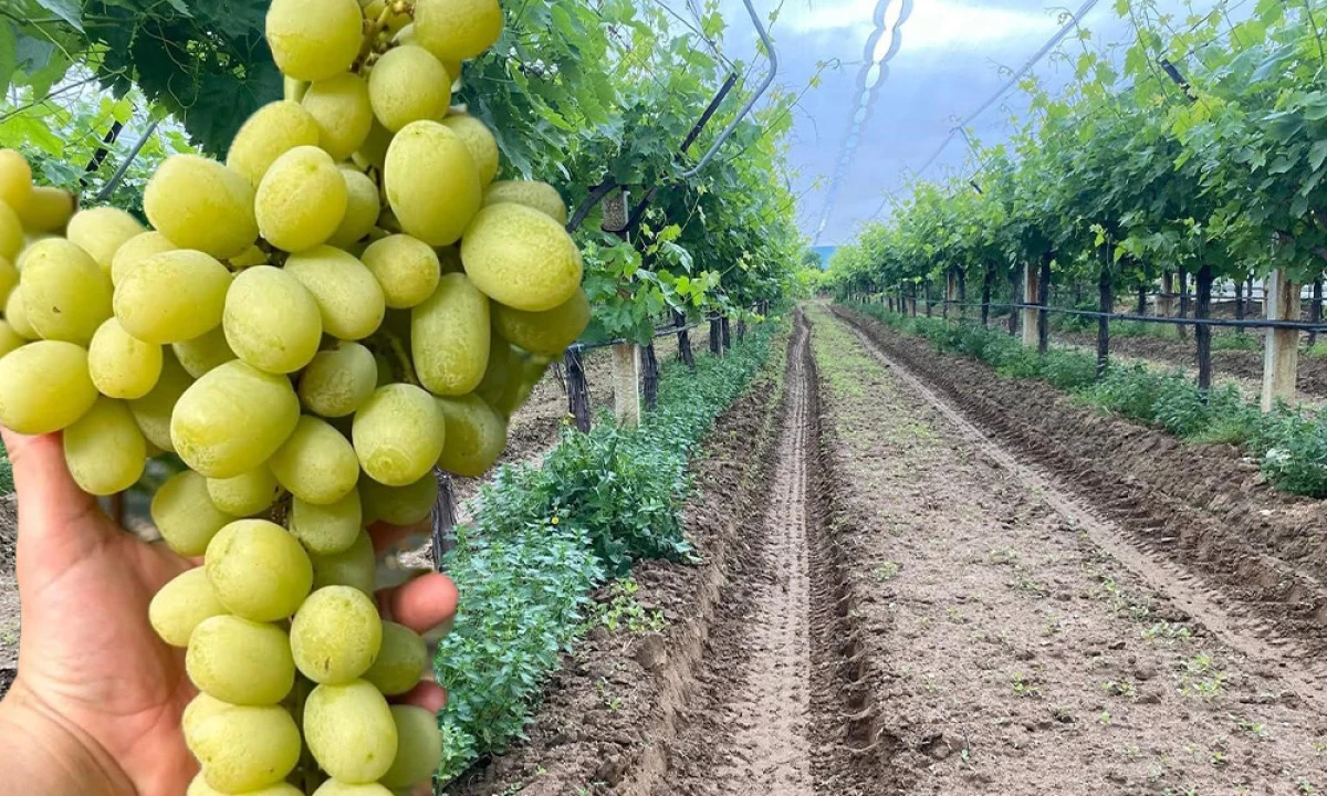 &Uuml;Z&Uuml;M BAĞLARINDA MESAİ BAŞLADI