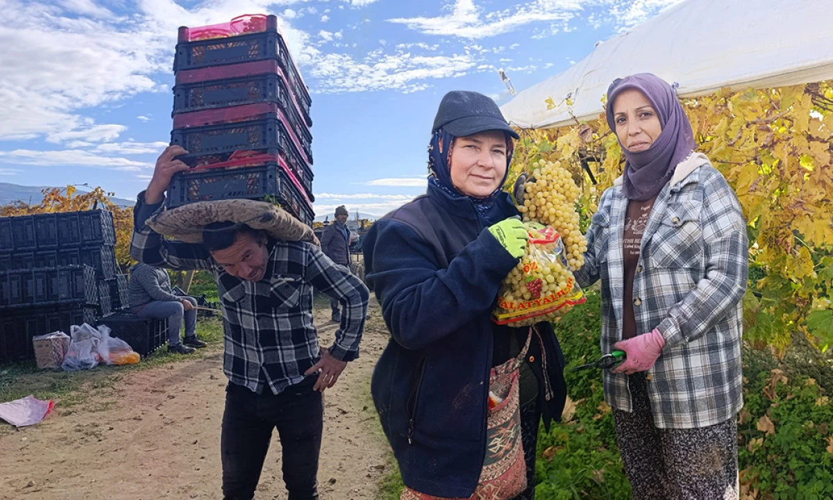 ÜZÜM HASADI HALA SÜRÜYOR