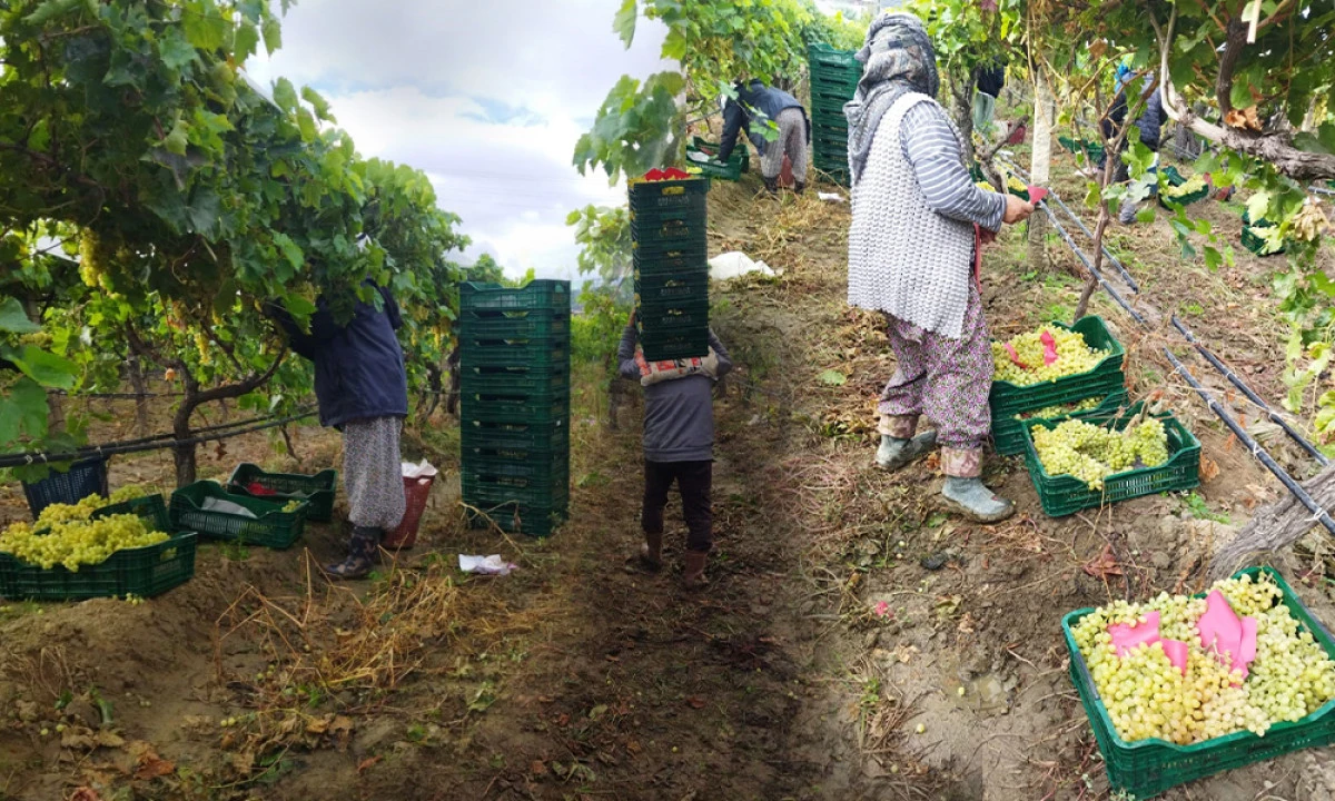 ÜZÜM HASADI YAĞIŞA RAĞMEN DEVAM EDİYOR