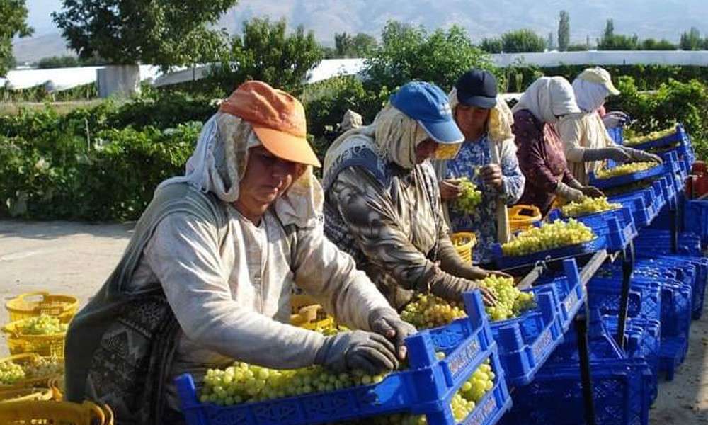 &Uuml;z&uuml;m iş&ccedil;ilerinden sıcaklara sarık ve şapkalı &ouml;nlem
