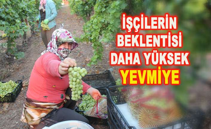 ÜZÜM İŞÇİLERİNİN 45 DERECEDE ZORLU MESAİSİ SÜRÜYOR