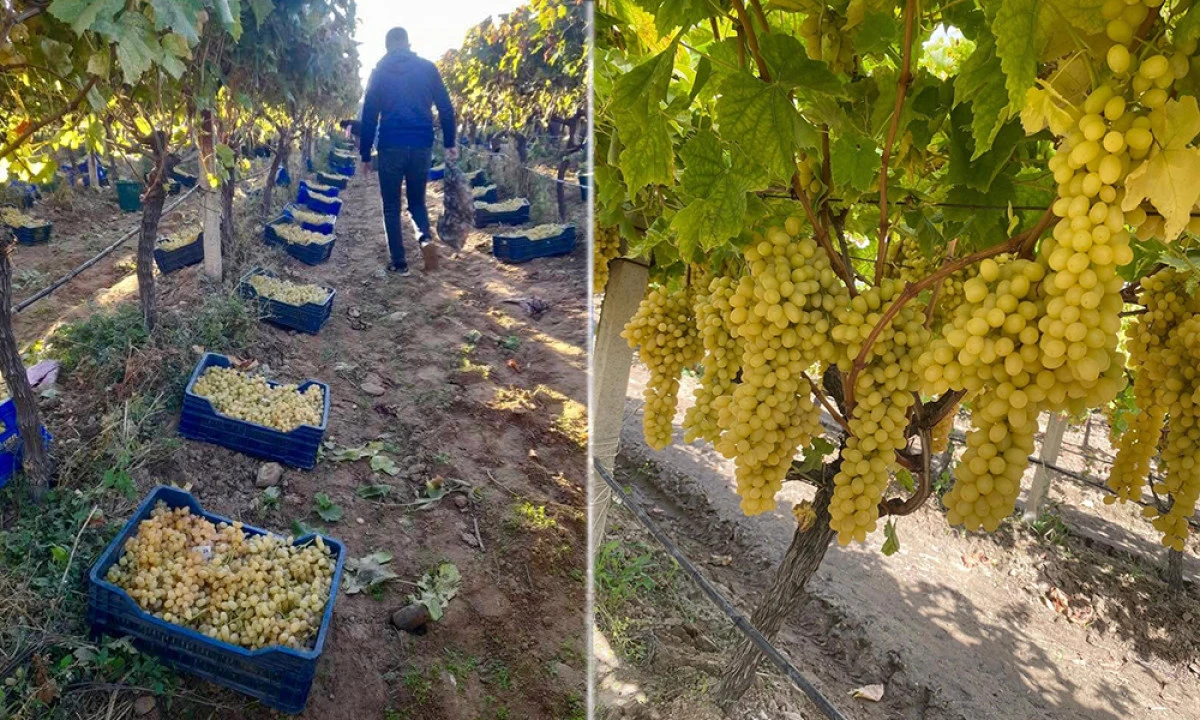 ÜZÜMDE HASAT YOĞUN, KAZANÇ AZ