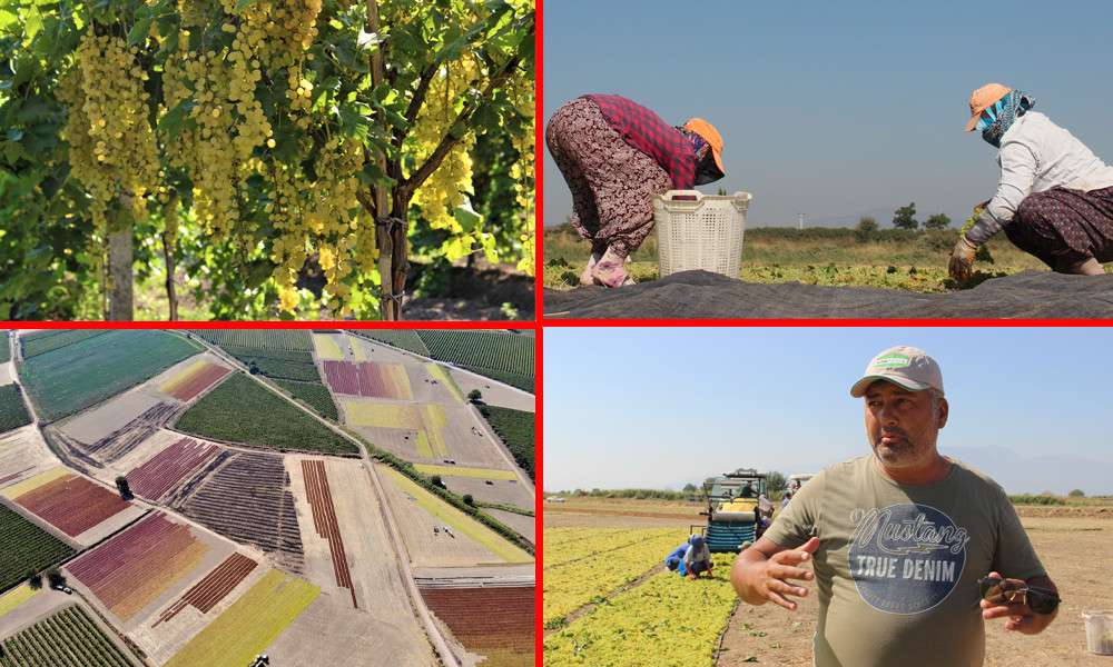 ÜZÜMÜN BAŞKENTİ’NDE OVALAR RENK CÜMBÜŞÜNE DÖNDÜ