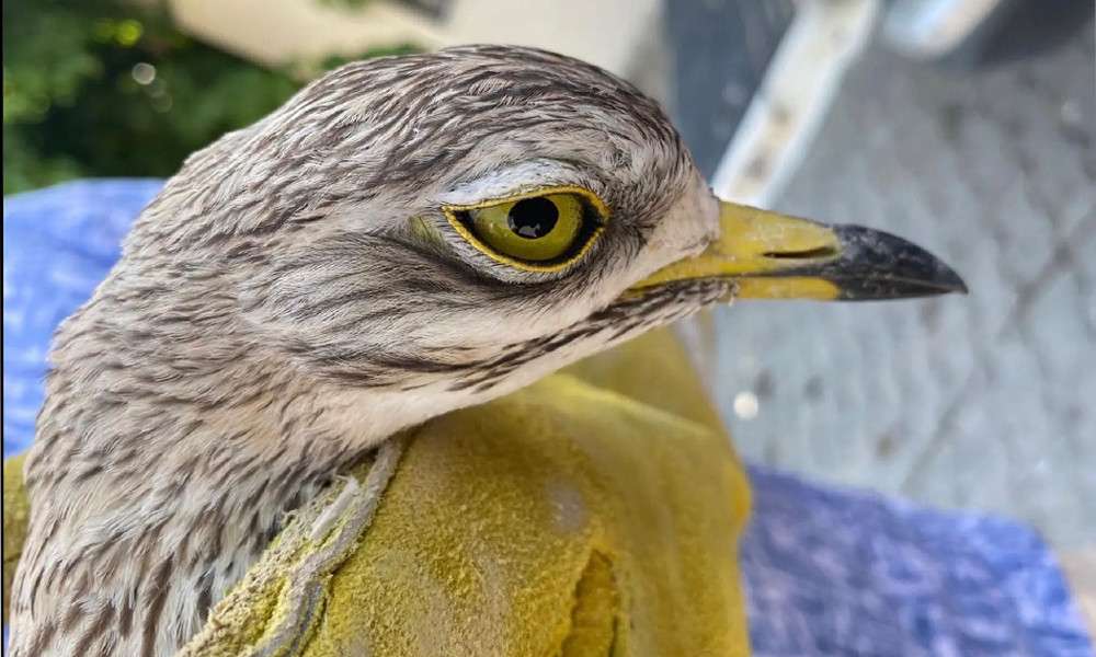 Yaralı bulunan Bayağı Kocag&ouml;z Kuşu tedavi altına alındı
