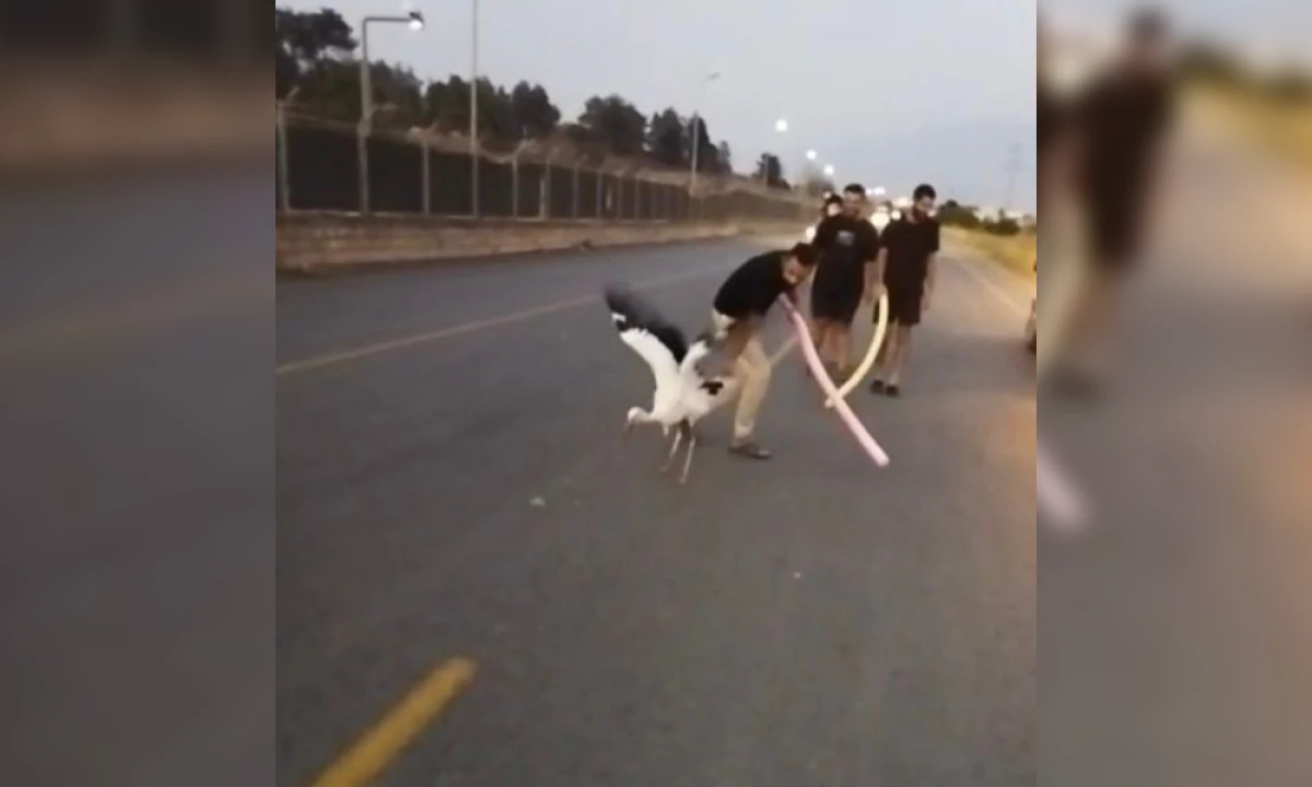 Yaralı leylek duyarlı vatandaşlarca kurtarıldı