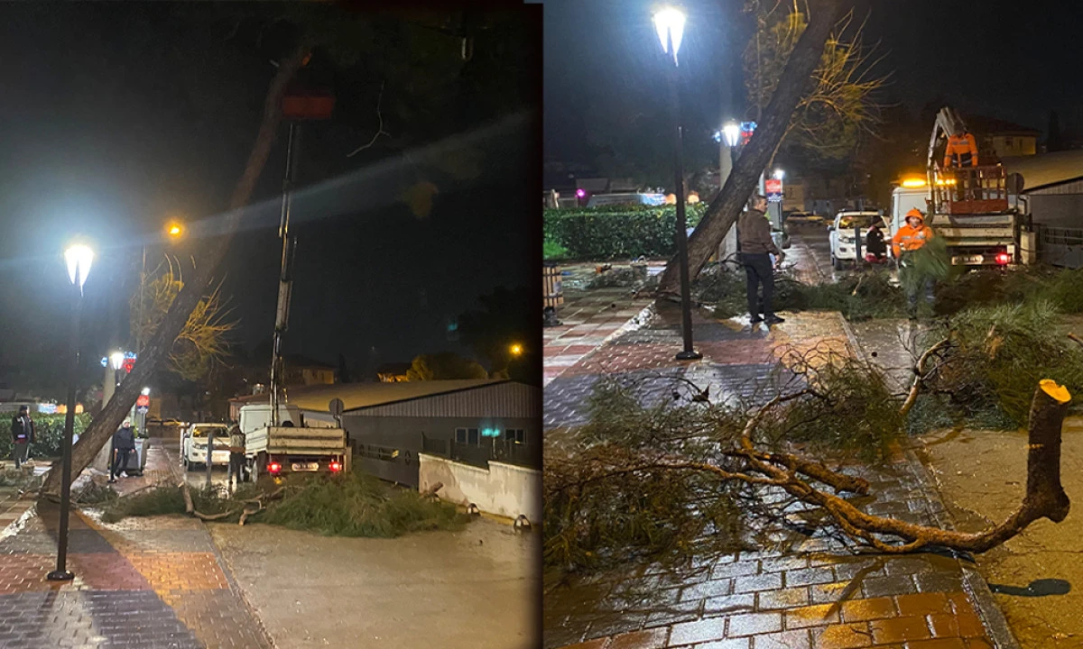 YARIM ASIRLIK AĞACI FIRTINA VURDU