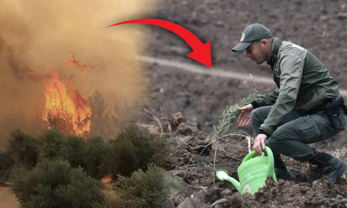 ORMANLARI KÜL OLAN MANİSA’DA FİDAN SEFERBERLİĞİ