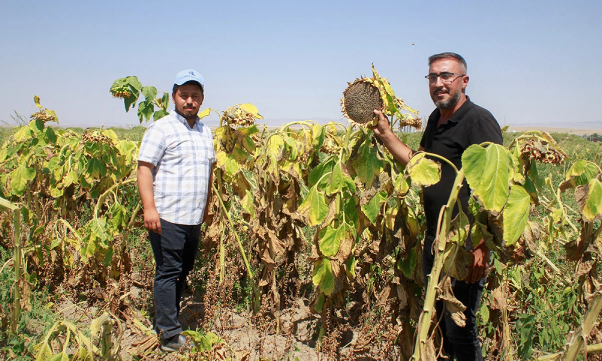 Yozgat’ta Çerezlik Ay Çekirdeği Hasadı Başladı