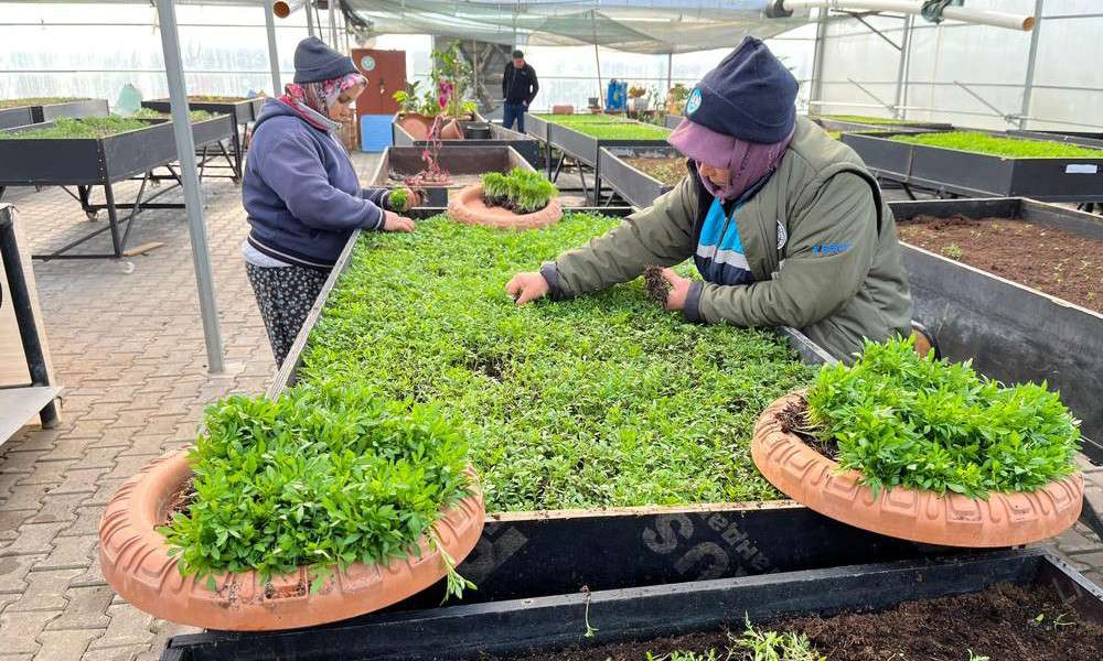Y&uuml;z binlerce &ccedil;i&ccedil;ek ve bitki, b&uuml;y&uuml;kşehir serasında &uuml;retildi