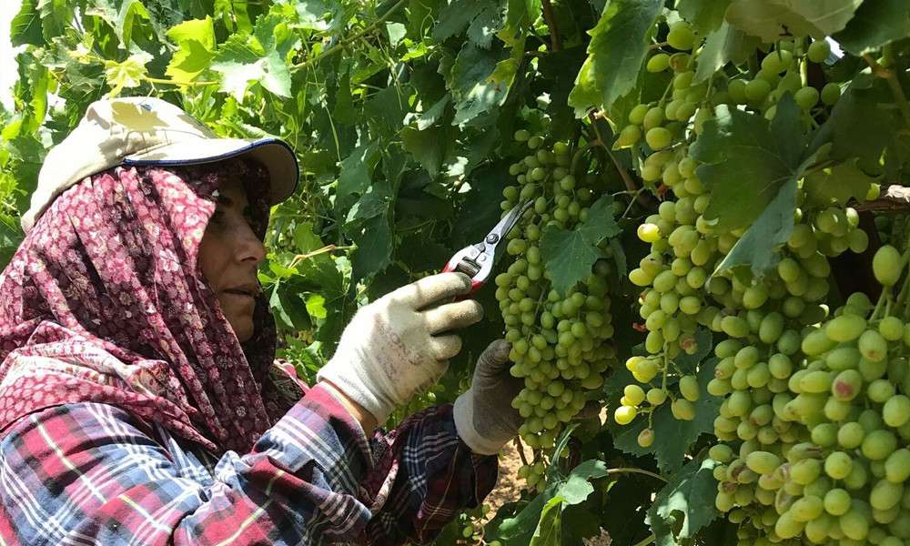 Zarar g&ouml;ren &uuml;z&uuml;m bağlarında yaralar sarılıyor