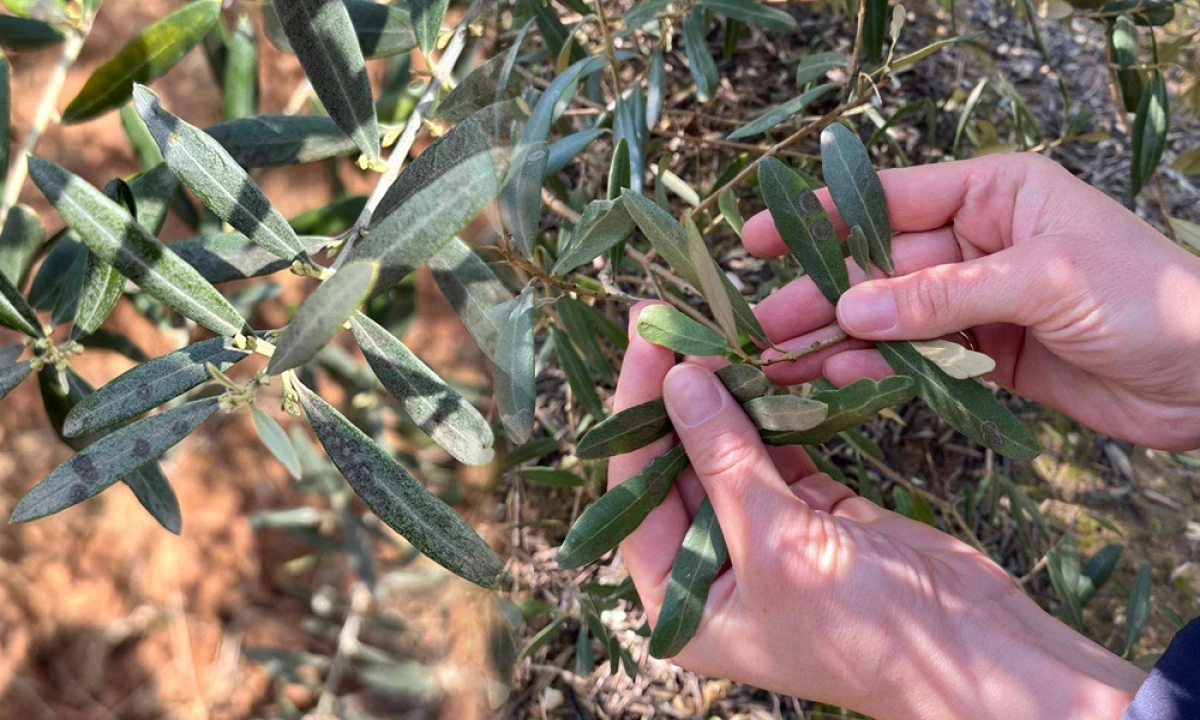 ZEYTİN &Uuml;RETİCİLERİNE KRİTİK UYARI