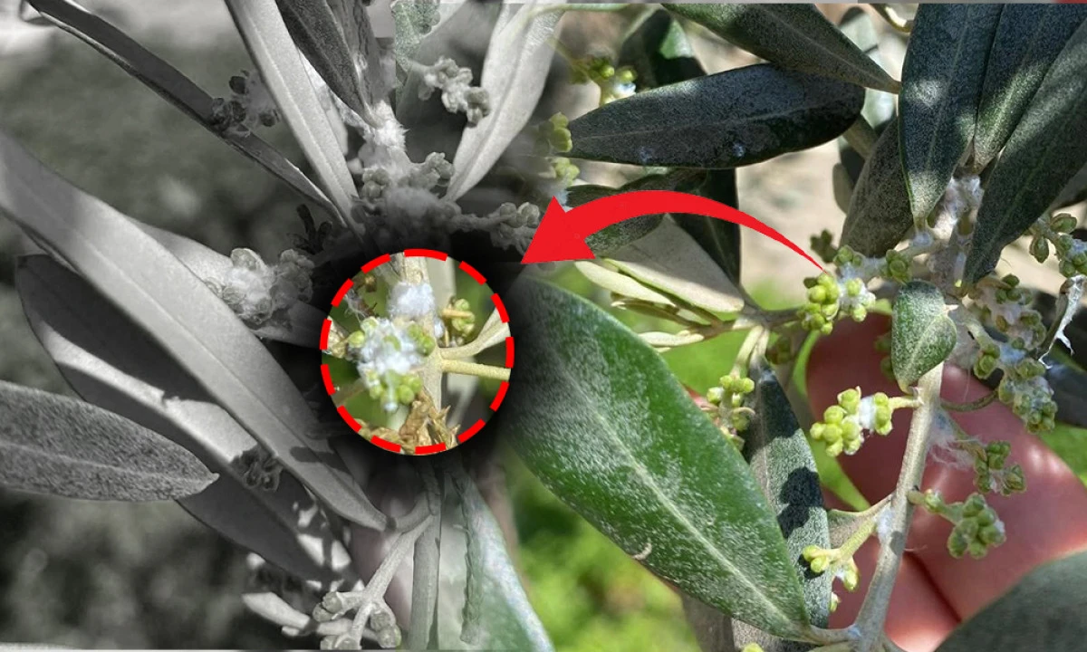 ZEYTİN &Uuml;RETİCİLERİNE PAMUKLU BİTİ UYARISI!