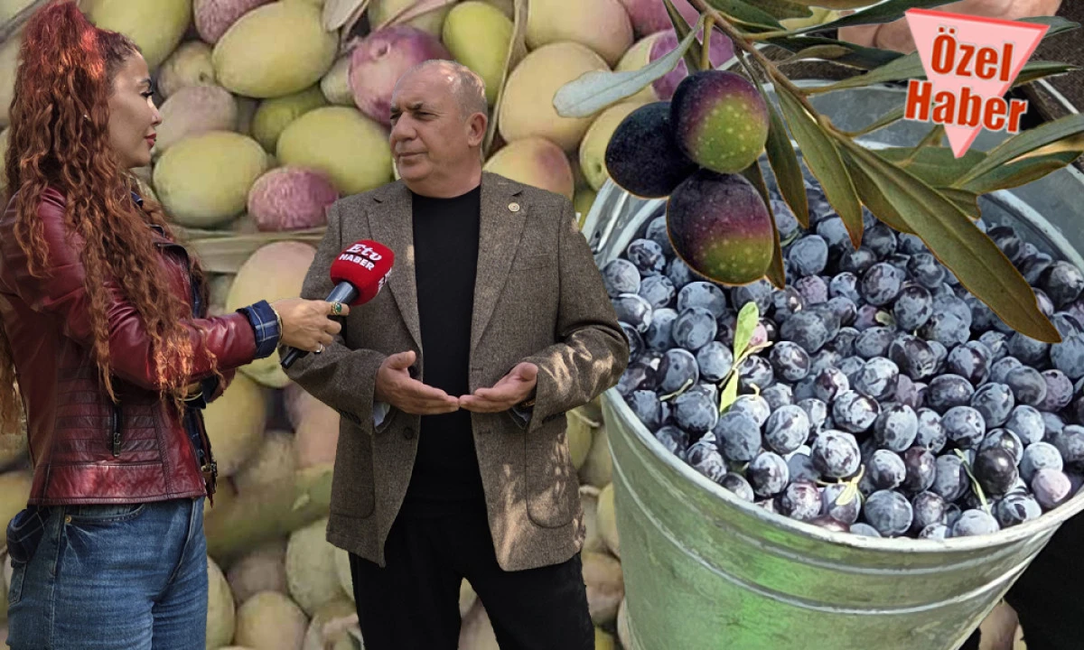 ZEYTİNDE BÜYÜK KAYIP: 3'TE 2'Sİ GİTTİ